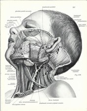 Stampa antica ANATOMIA