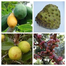 Frutta tropicale confezione - , da