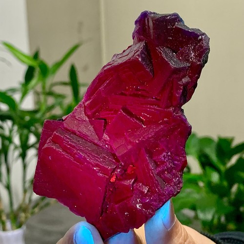 162g rosa nera naturale - rosa,