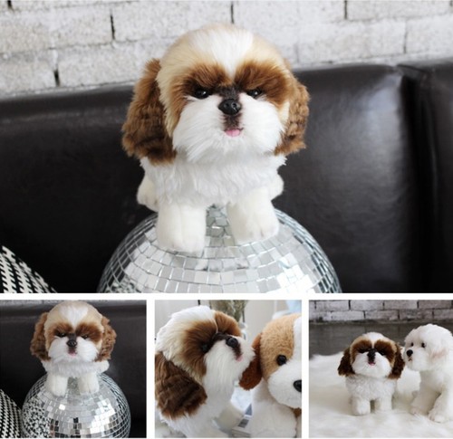 Con pet shih - shih, tzu