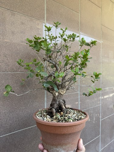 Sughera bonsai quercus suber - quercus,