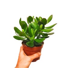 8 Crassula Ovato D10 Cm
