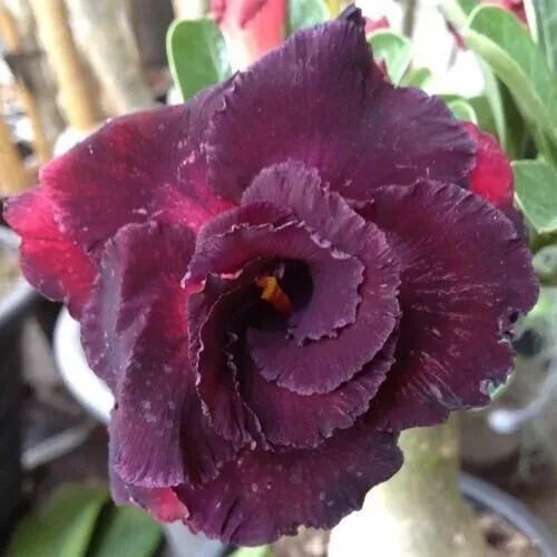 Semi adenium obesum - 4,