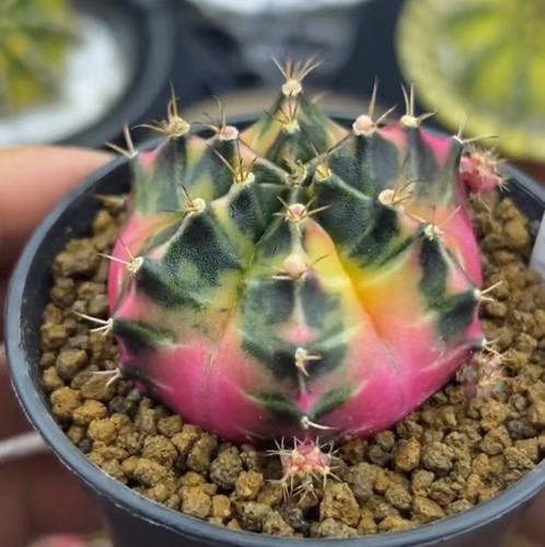 Gymnocalycium mihanovichi