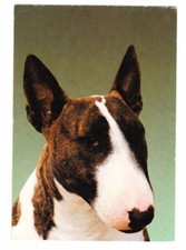 Dog Postcard English Bull Terrier (Unposted)