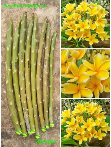 Talea plumeria - talea, (plumeria