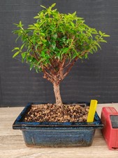 bonsai di mirto   h 25 cm