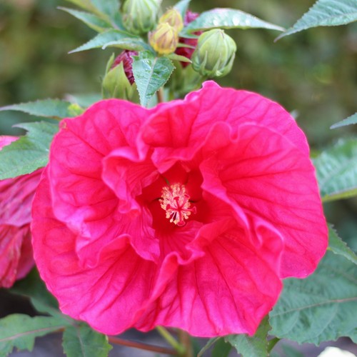 Hibiscus midnight marve - marve,
