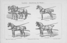 Imbragatura Bardatura per Cavallo Cocchio Incisione su Legno Di 1905 Anschirrung