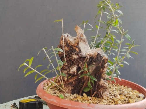 Bonsai olivastro robusta - bonsai,