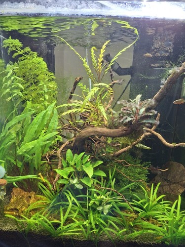 Acquario juwell vio - juwell, cube