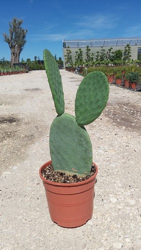Opuntia indica - opuntia,