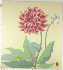 IS510 SHIKISHI Pianta Fiori