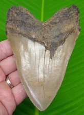 DENTE DI SQUALO MEGALODONTE