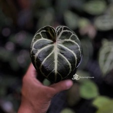 Anthurium Dorayaki