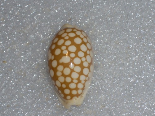 Cypraea cribaria zadela - cribaria, f.zadela