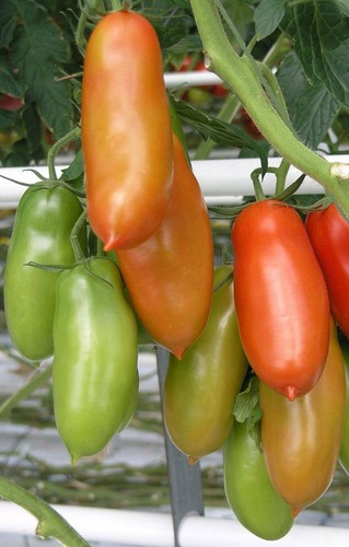 Semi pomodoro san - semi,