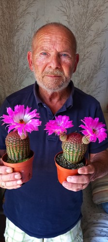 Echinocereus rigidissimus var - rigidissimus,