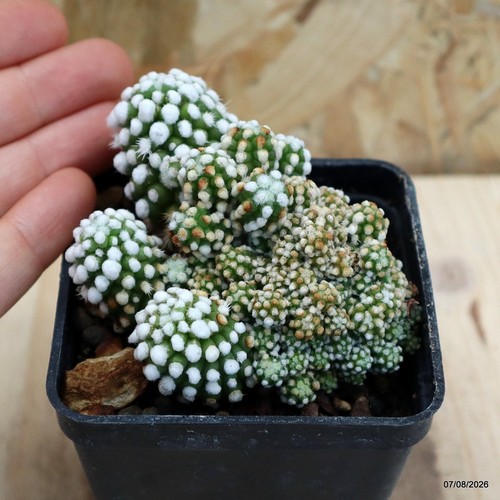 Mammillaria gracilis oruga - gracilis,