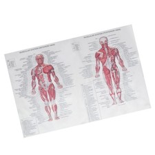  Poster di anatomia umana