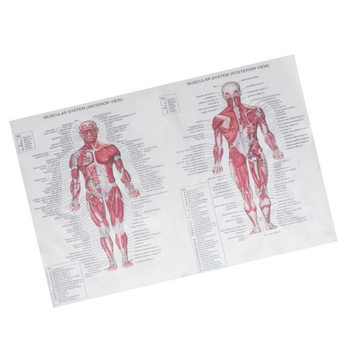 Poster anatomia umana - di,