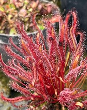 DROSERA CAPENSIS "ALL RED" -