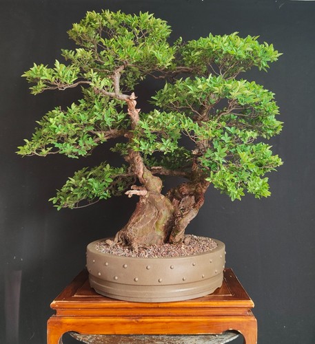 Bonsai master olmo - bonsai, cinese