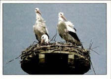 figurina Uccelli ed.Panini