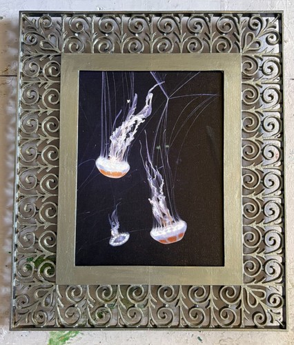 Jelly fish original - jelly,