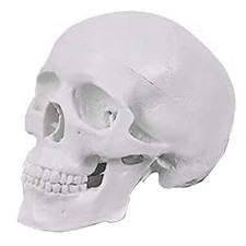  Modello di Cranio Umano