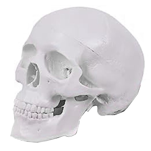 Modello cranio umano - modello, di