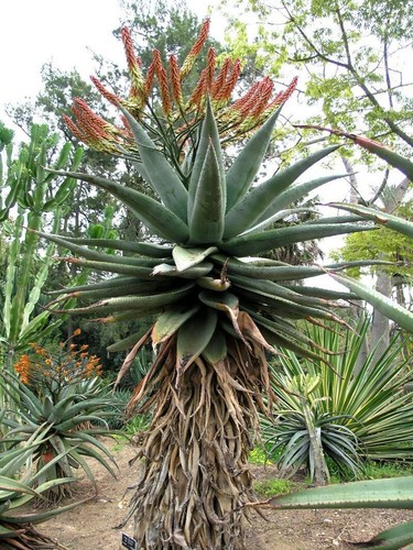 Aloe marlothii vera di - aloe,