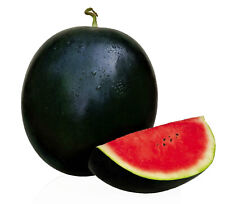 15 SEMI ANGURIA SUGAR BABY + OMAGGIO