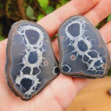 Septaria Nodule Poli - Maroc