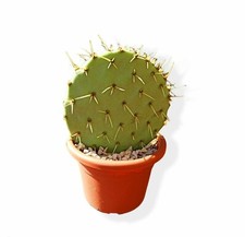 OPUNTIA FICO D'INDIA Cactus