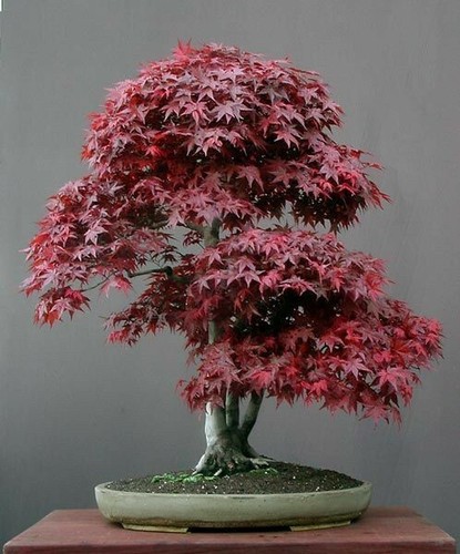 558t bonsai acero - di,