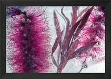 Callistemon in ghiaccio 2