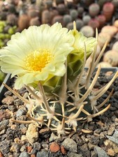 Pediocactus peeblesiana ssp