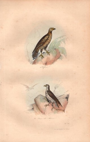 Stampa antica uccelli rapaci - antica,