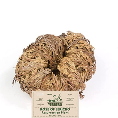 Rosa gerico fiore - rosa,