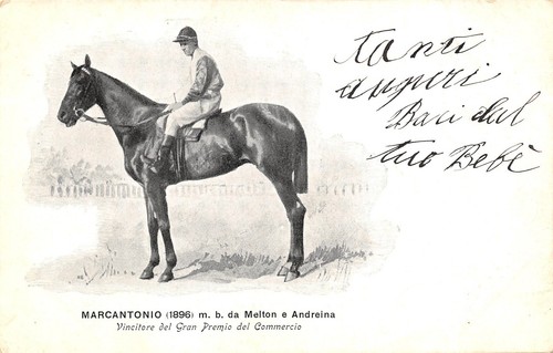 C4518 ippica 1896 cavallo - 1896,
