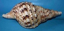 Sea shell ranellidae - sea,
