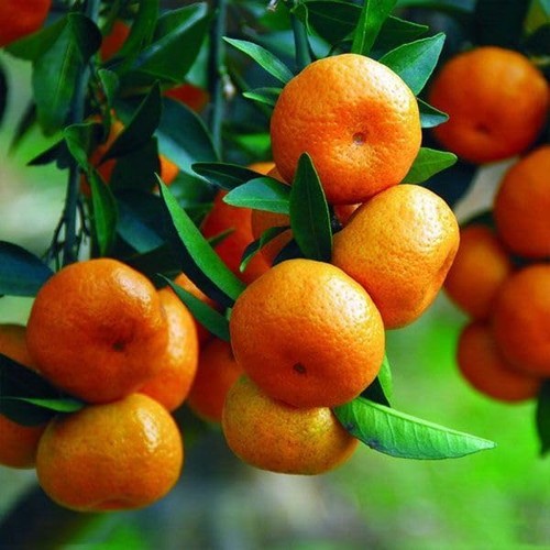 Mandarino clementino citrus - mandarino,