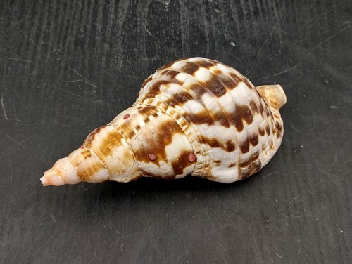 Conchiglia tritone caraibico - conchiglia,