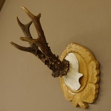 Corna Di Capriolo Maschio 6 Er