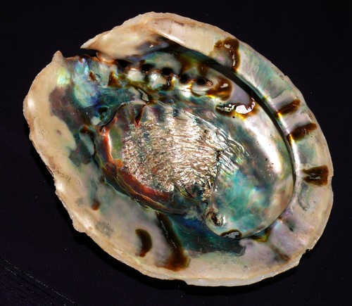 Orecchio del mare - orecchio,