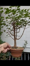 Acero trindente - Bonsai shohin - Buergerianum - Kaede