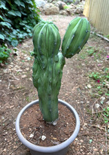POLASKIA CHICHIPE CRESTATA - CACTUS - PIANTA DA GIARDINO - H 32 CM