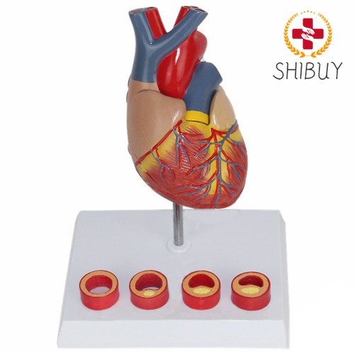 Modello anatomico cardiaco