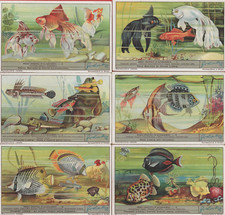 FIGURINE LIEBIG SERIE COMPLETA PESCI ESOTICI D'ACQUARIO N°1339 ANNO 1936 SANGUIN